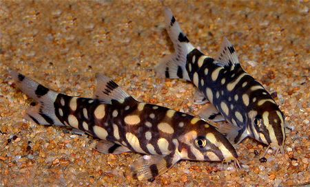 Spotted Botia POLKADOT BOTIA 6-8cm - Akvarieboden