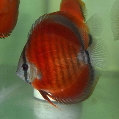 DISCUS RED ROSE 8-9CM - Akvarieboden