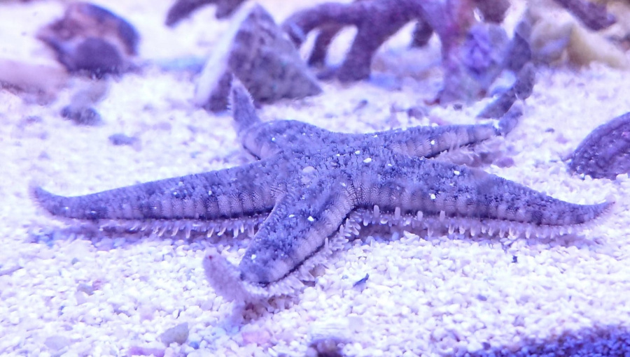 Cleaner sand starfish / Archaster typicus Xl - Akvarieboden