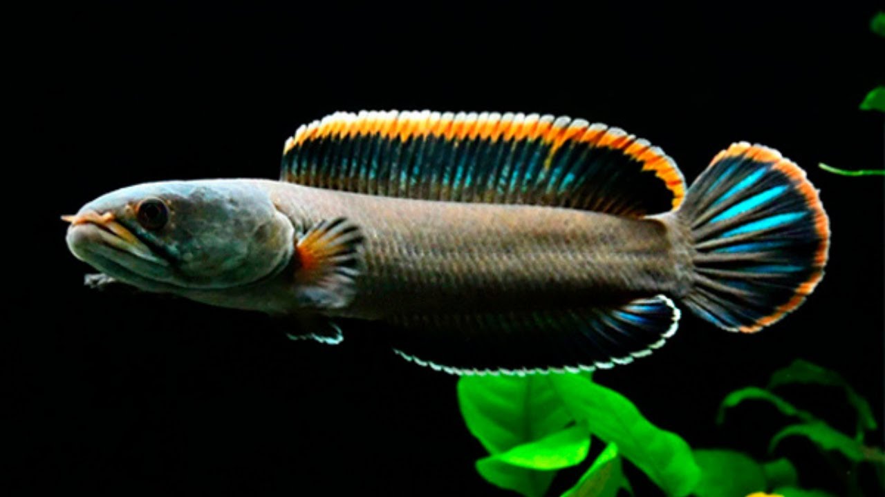 Channa sp.fireback 10-15cm - Akvarieboden