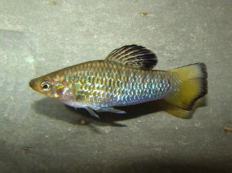 Limia Perugiae Akvarieboden