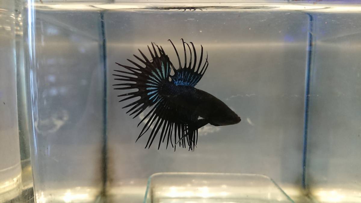 Betta Splendes Kampfisk Hanner mix - Akvarieboden