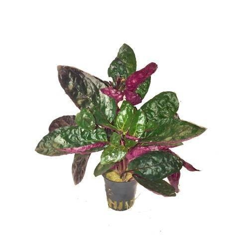 Hemis Colorata Hemigraphis colorata Terrarieplante - Akvarieboden