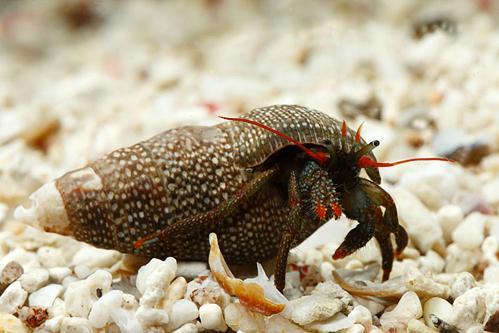 Red Tip Hermit Crab Clibanarius digueti - Akvarieboden